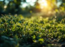 Panorama della riserva naturale di Paesana con flora e fauna