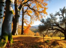 scopri le foreste del sud italia faggete e ulivi da non perdere 1760074415
